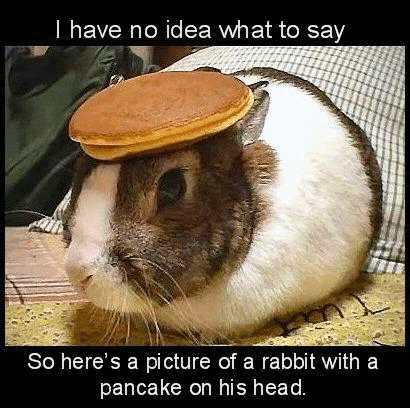 8_funny_rabbit_pancake.gif