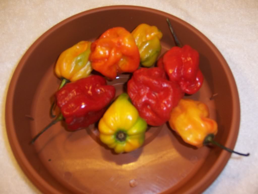 scotch bonnet habanero pepper Pictures, Images and Photos