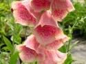 digitalis mertonensis Pictures, Images and Photos