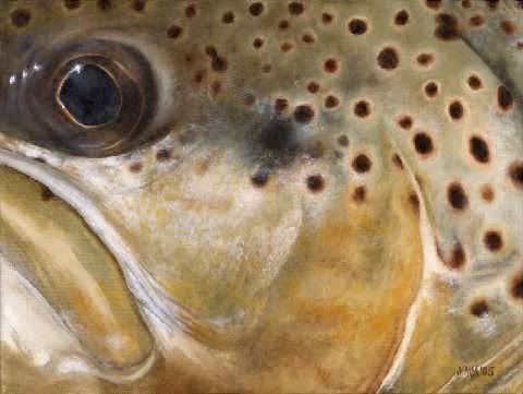Browntrout-web.jpg