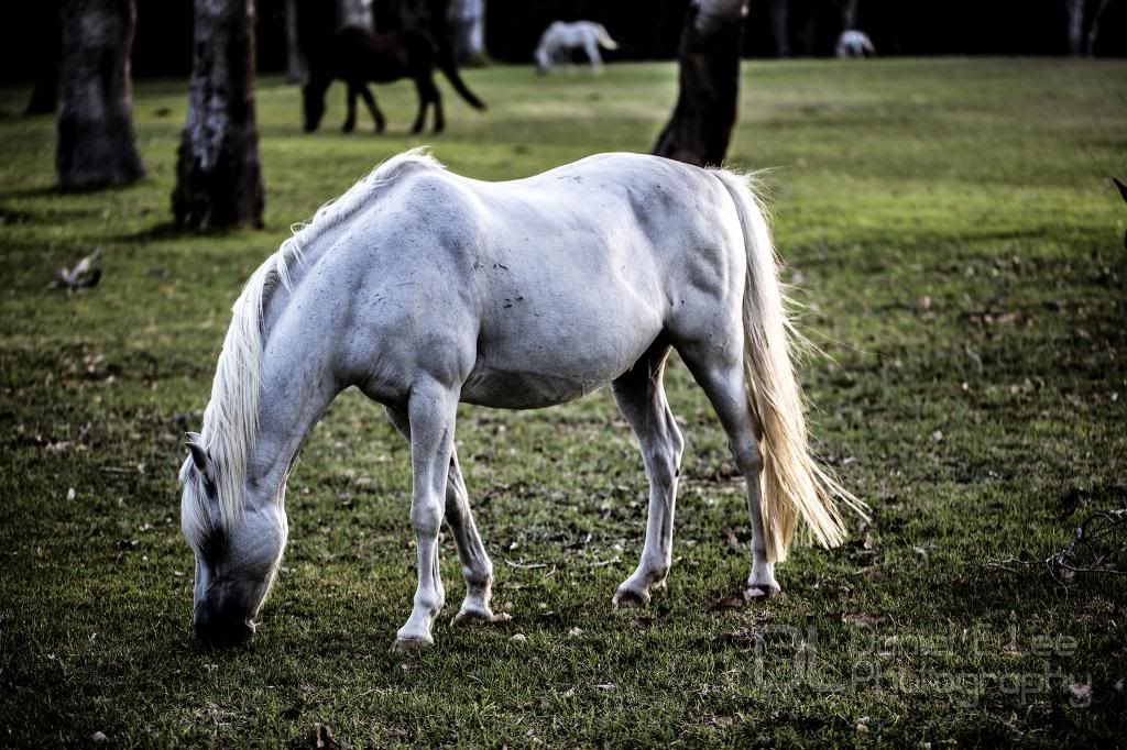 IMAGE: http://i153.photobucket.com/albums/s239/Livin_it_up88/IMG_2350_zps24fb6f2a.jpg