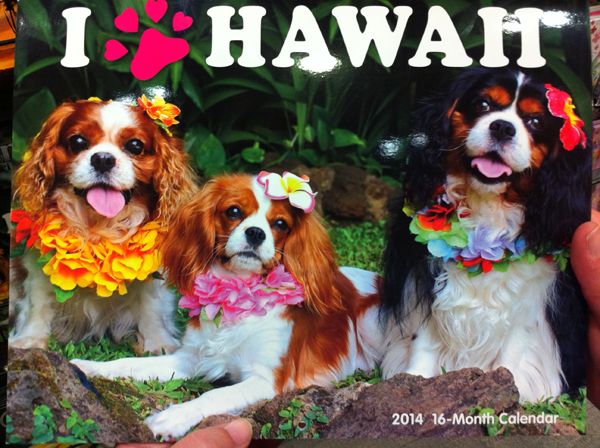  photo hawaiidoggies_zps73415380.jpg