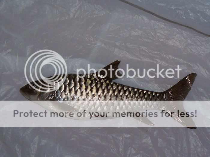 新请小红吉罹 - 【其他鱼类讨论区】 - 水族宠物龙鱼专业网 -龙行天下