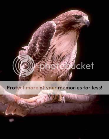 red tailed hawk Pictures, Images and Photos
