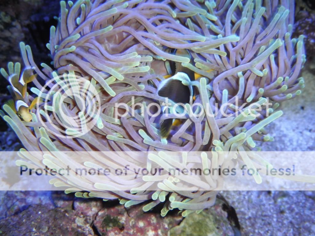 Ritteri anemone | REEF2REEF Saltwater and Reef Aquarium Forum