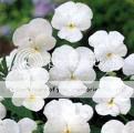 description this is such a classic flower violas are early